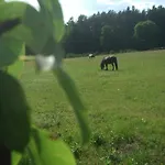 Szyszka