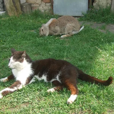 Szyszka Séjour à la ferme *