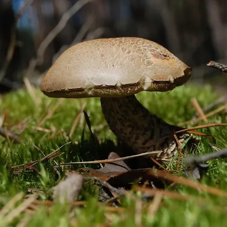 Szyszka ファームステイ