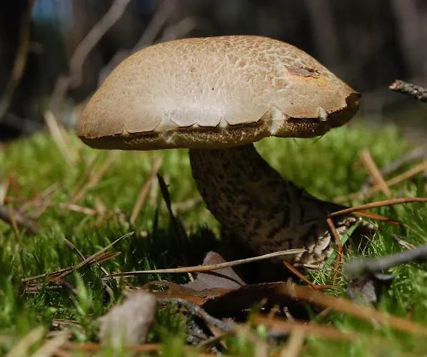 Szyszka Κατάλυμα σε φάρμα